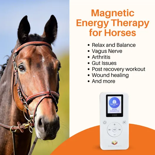 PEMF support for horses